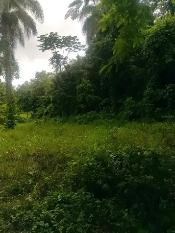 Carr 821 Km 1.9 Corozal PR 00783