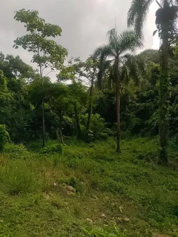 Carr 821 Km 1.9 Corozal PR 00783