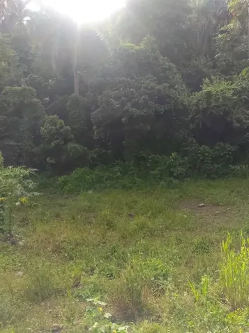 Carr 821 Km 1.9 Corozal PR 00783
