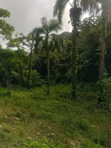 Carr 821 Km 1.9 Corozal PR 00783