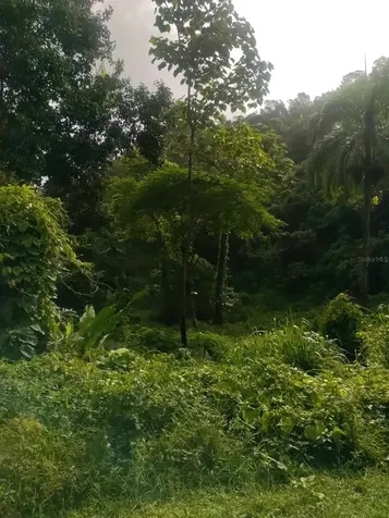 Carr 821 Km 1.9 Corozal PR 00783