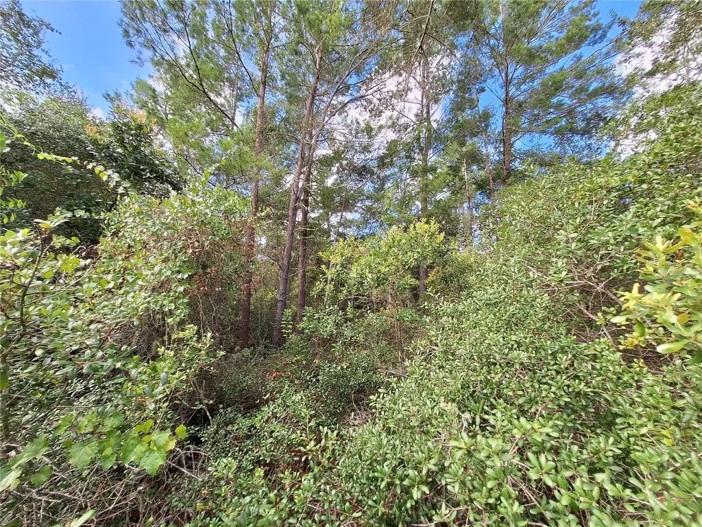 0 NE 135th Street Fort Mc Coy FL 32134