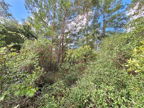 0 NE 135th Street Fort Mc Coy FL 32134