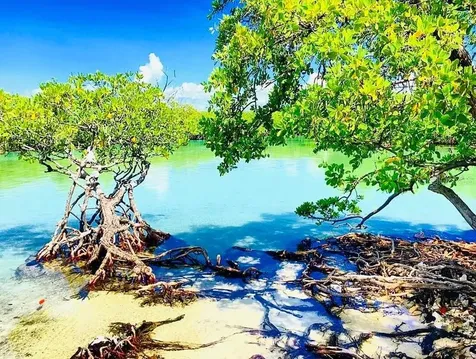El Pitirre Guanica PR 00653