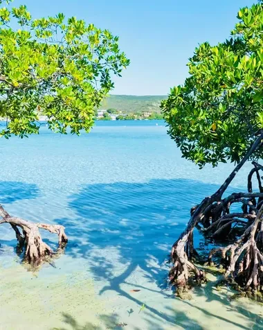 El Pitirre Guanica PR 00653