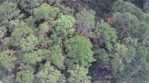 105 Pine Cone Drive Georgetown FL 32139