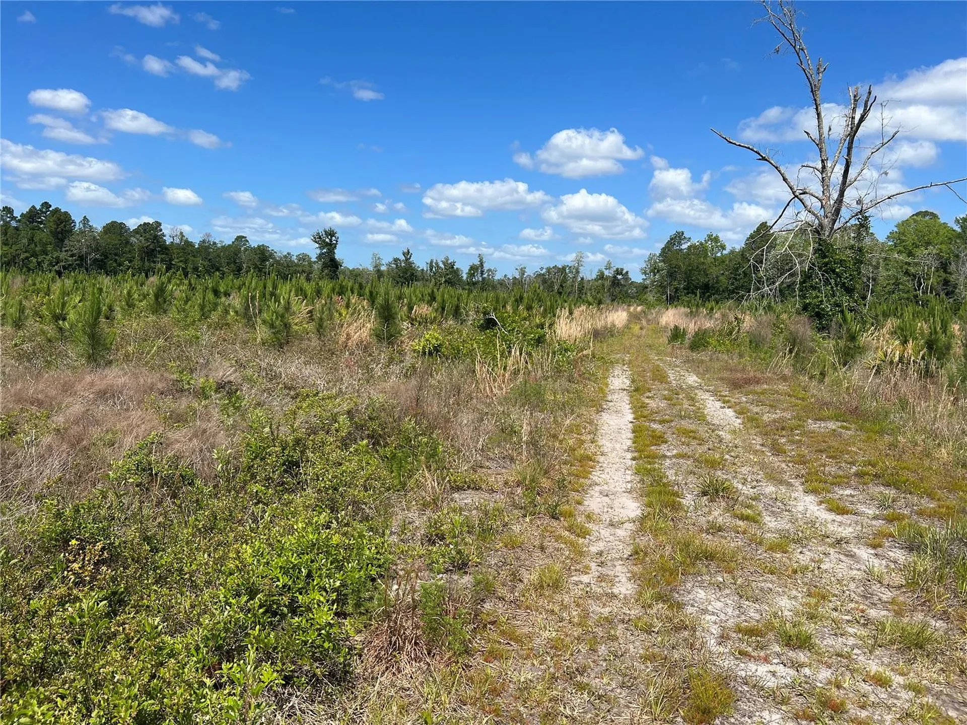 Highway 40 Dunnellon FL 34430