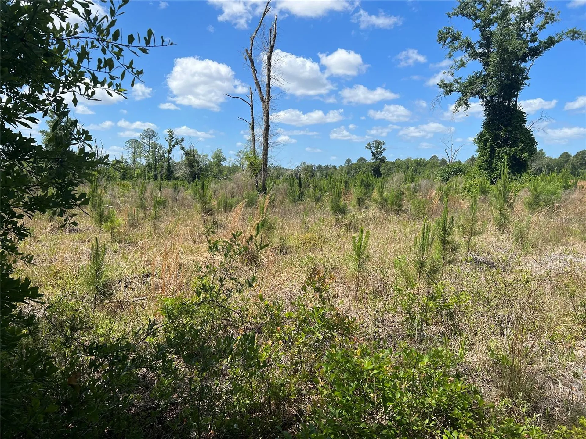 Highway 40 Dunnellon FL 34430