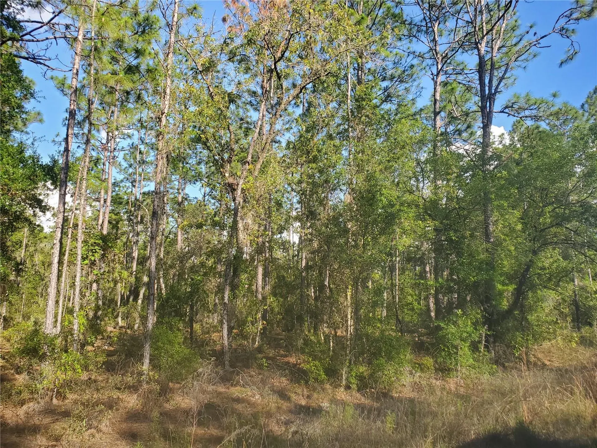 Tbd SW 159 Avenue Ocala FL 34481