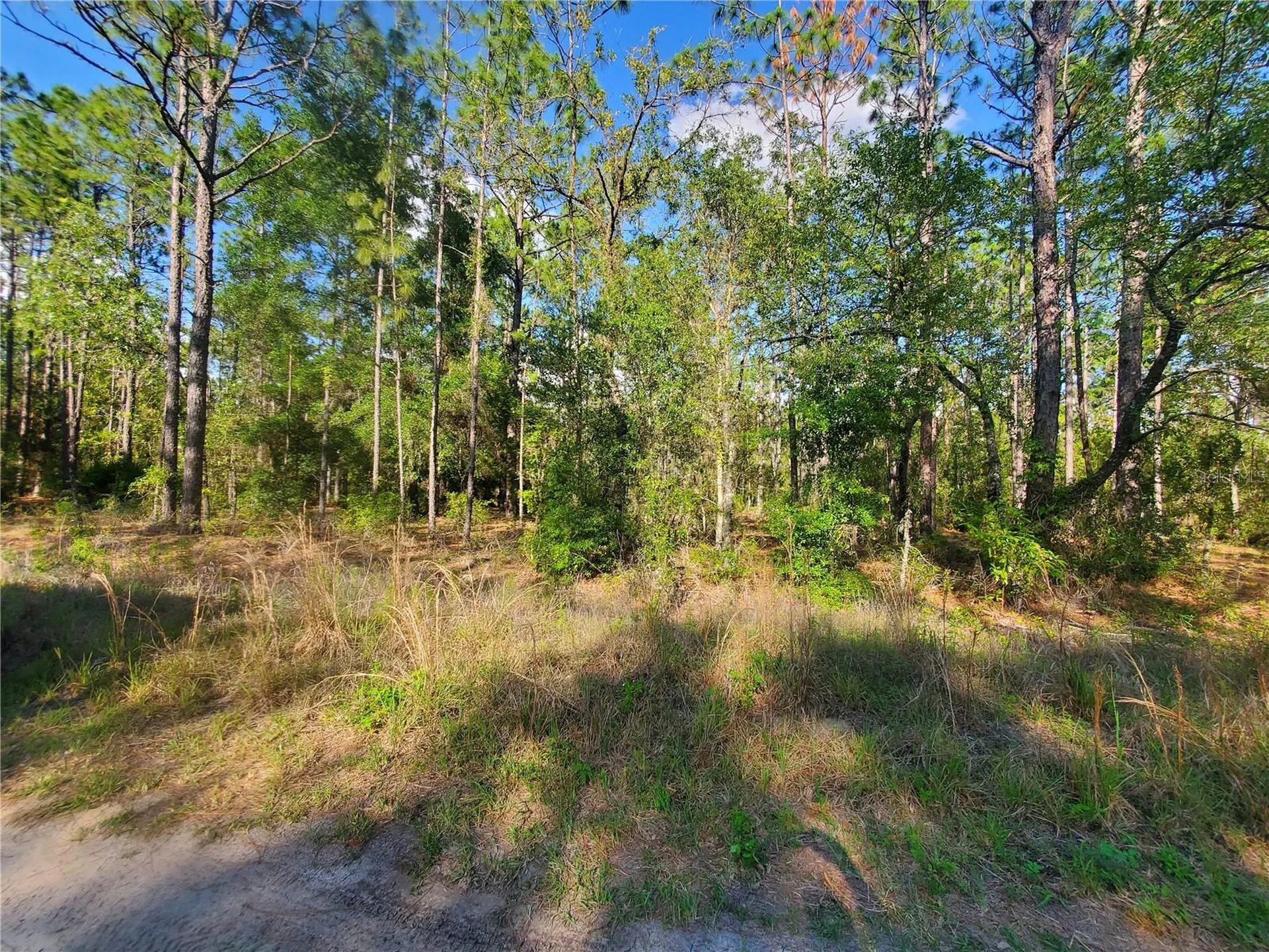 Tbd SW 159 Avenue Ocala FL 34481
