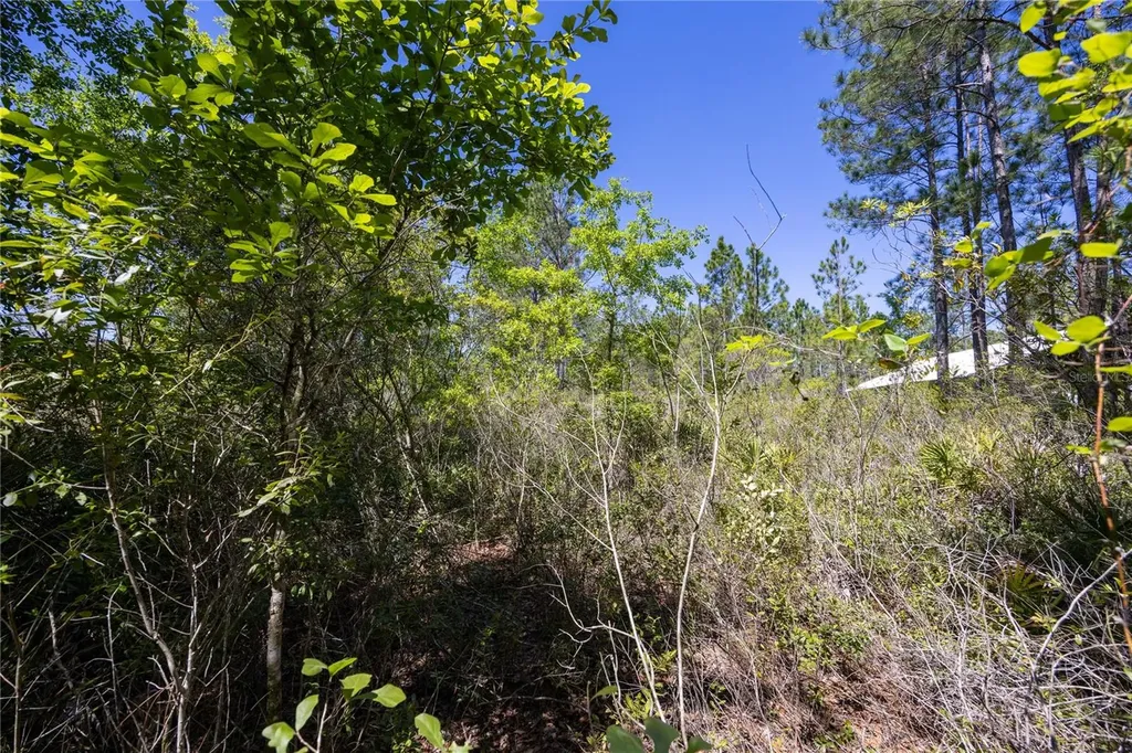 NE 108th Avenue Waldo FL 32694