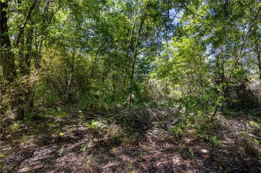 NE 108th Avenue Waldo FL 32694