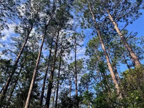 Pinetree Lane Defuniak Springs FL 32433
