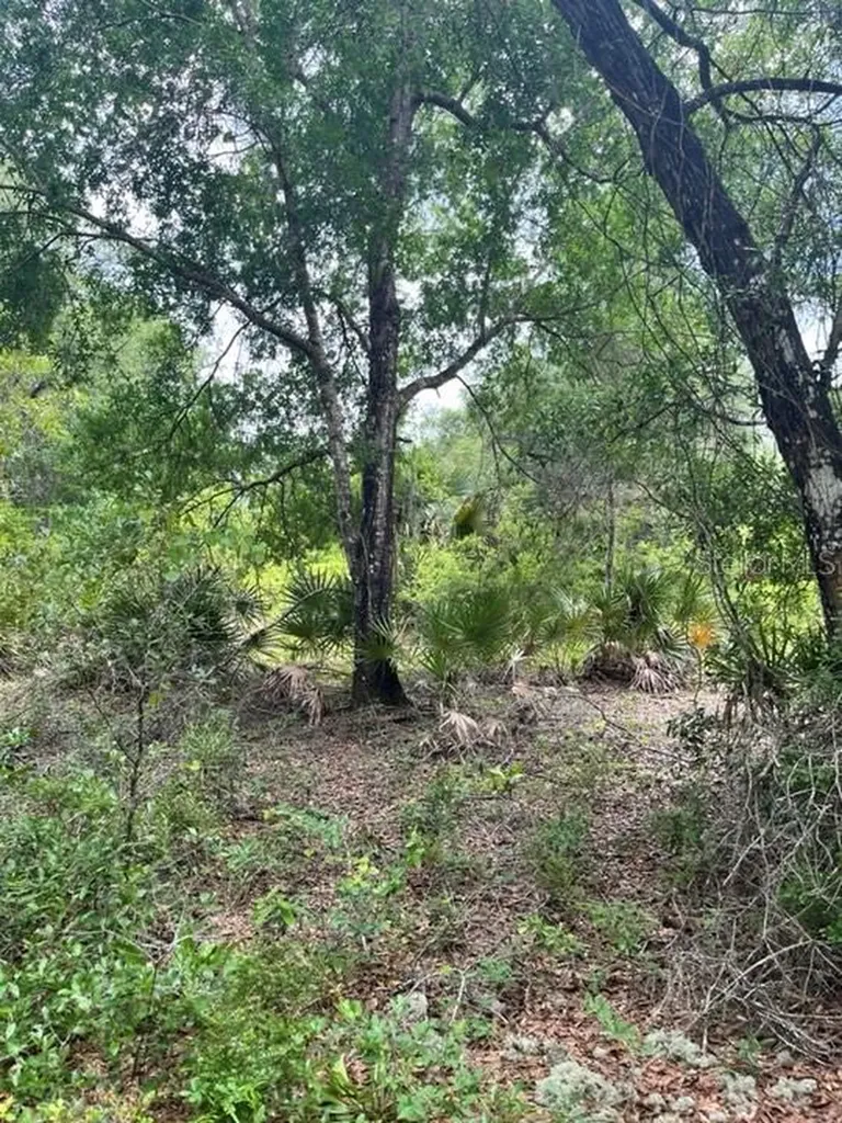 Tbd 170th SE Avenue Road Ocklawaha FL 32179