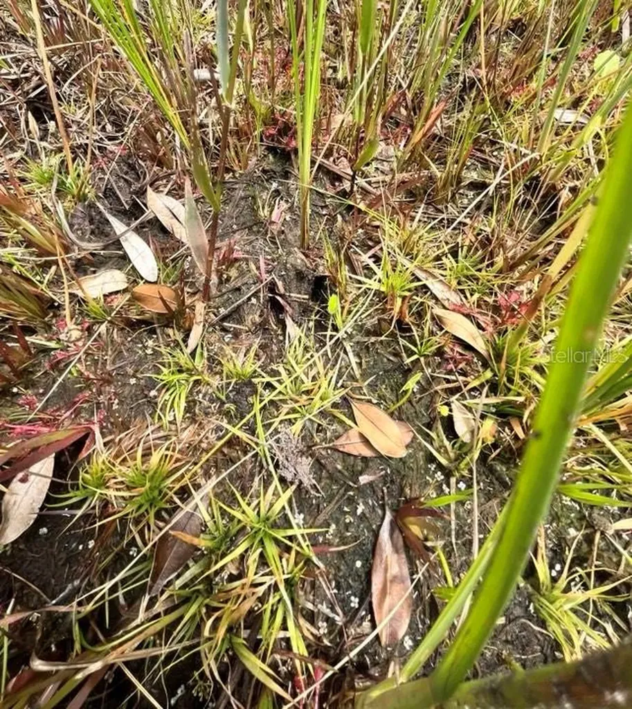 Tbd 170th SE Avenue Road Ocklawaha FL 32179