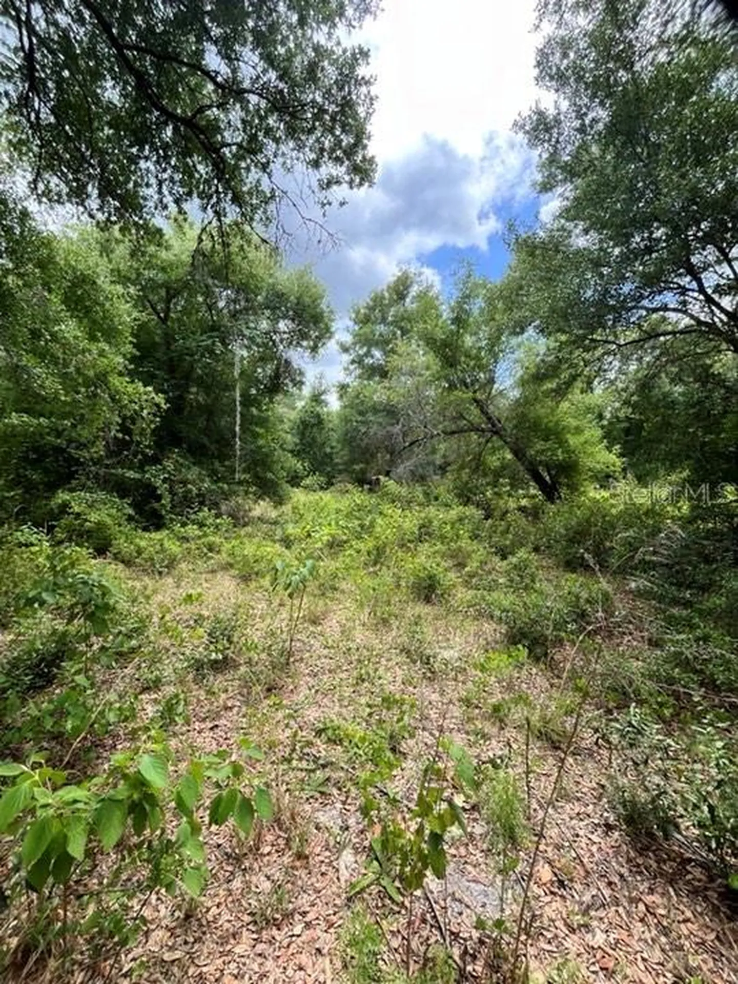 Tbd 170th SE Avenue Road Ocklawaha FL 32179