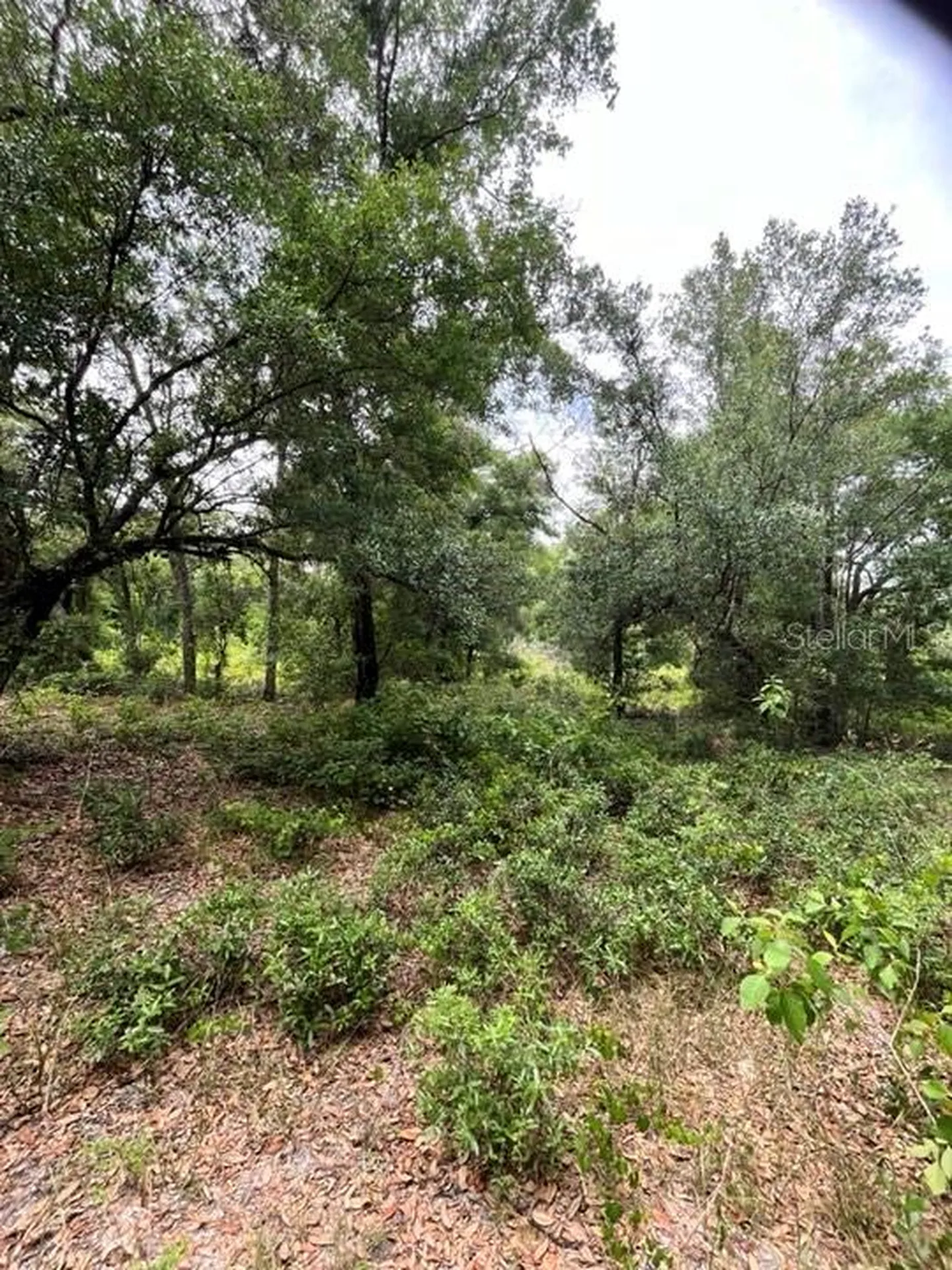 Tbd 170th SE Avenue Road Ocklawaha FL 32179