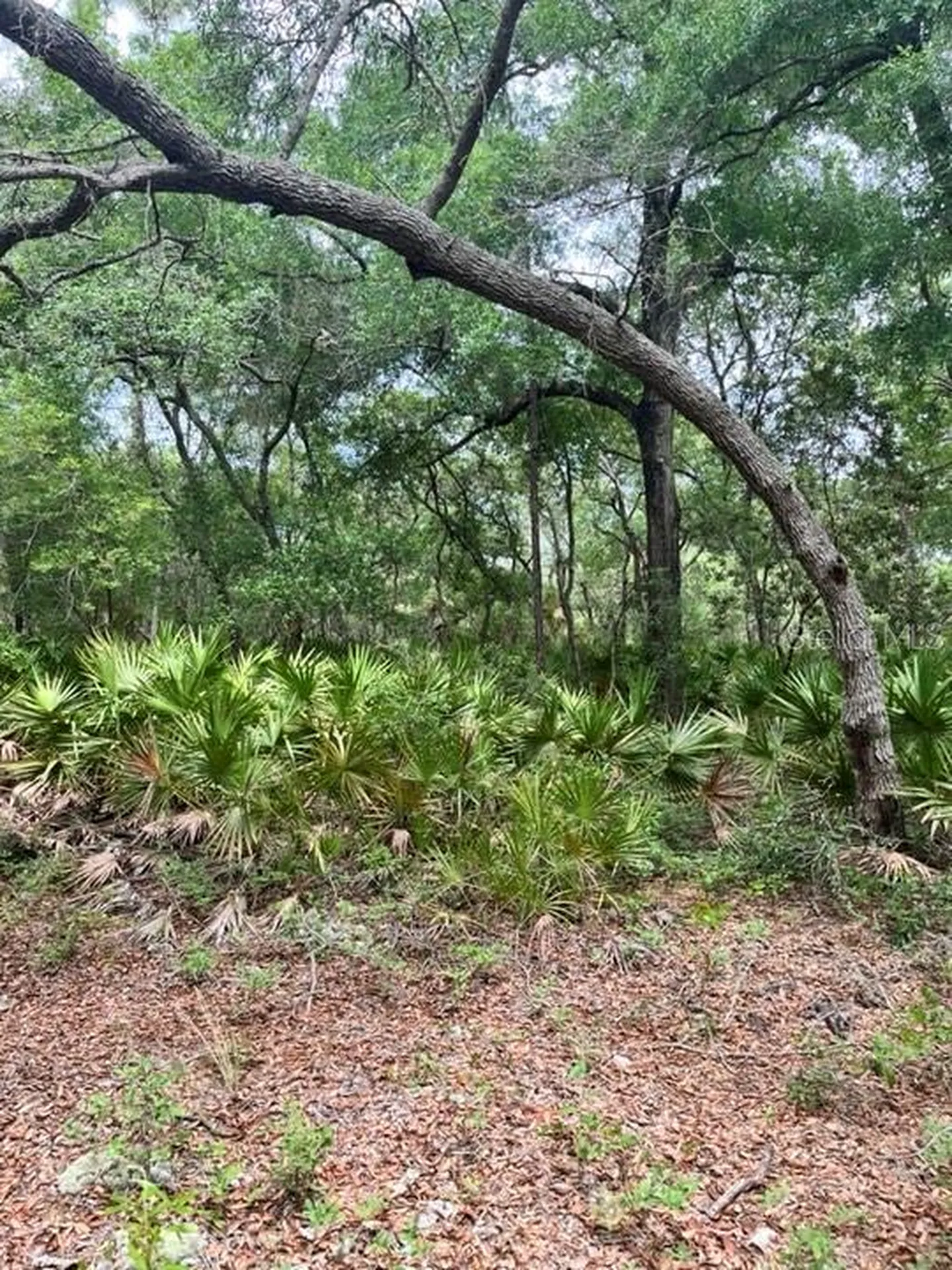 Tbd 170th SE Avenue Road Ocklawaha FL 32179