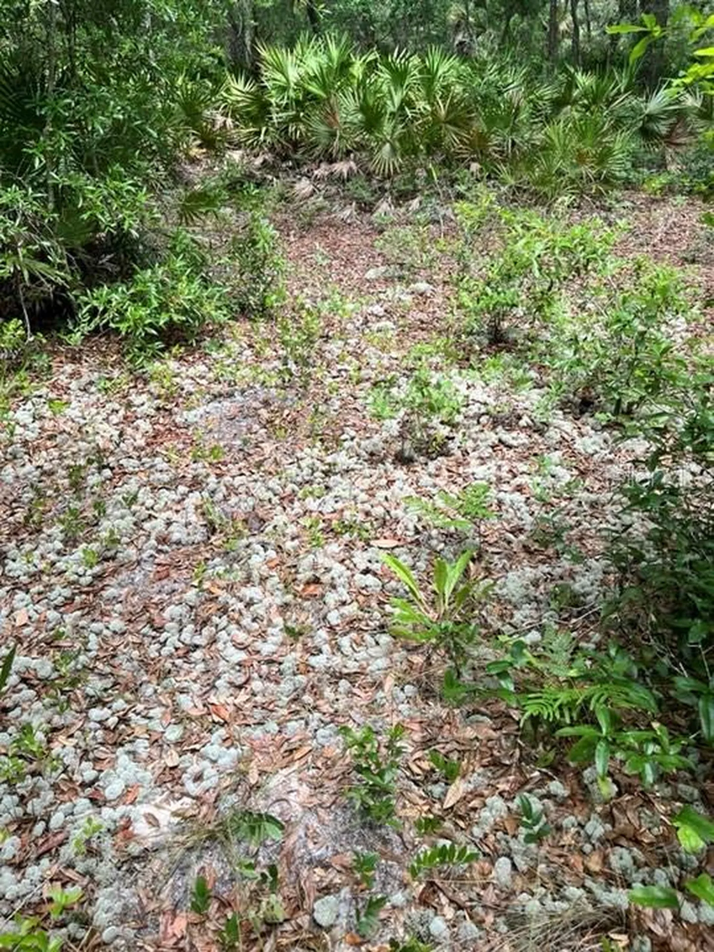 Tbd 170th SE Avenue Road Ocklawaha FL 32179