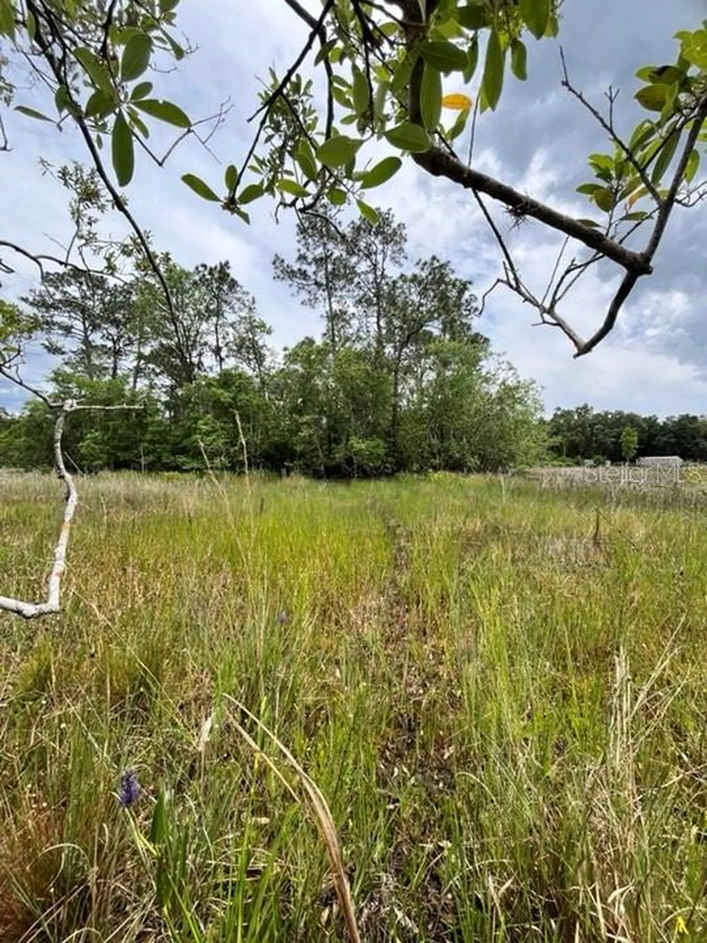 Tbd 170th SE Avenue Road Ocklawaha FL 32179