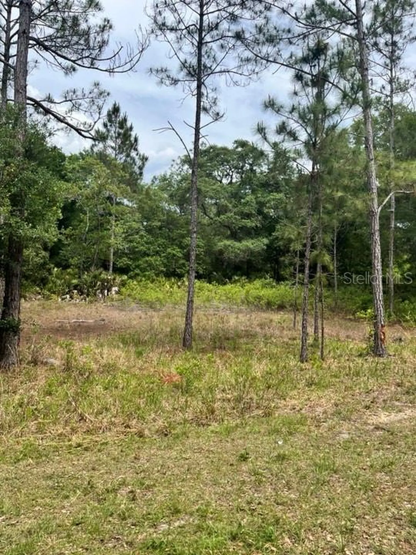 Tbd 170th SE Avenue Road Ocklawaha FL 32179