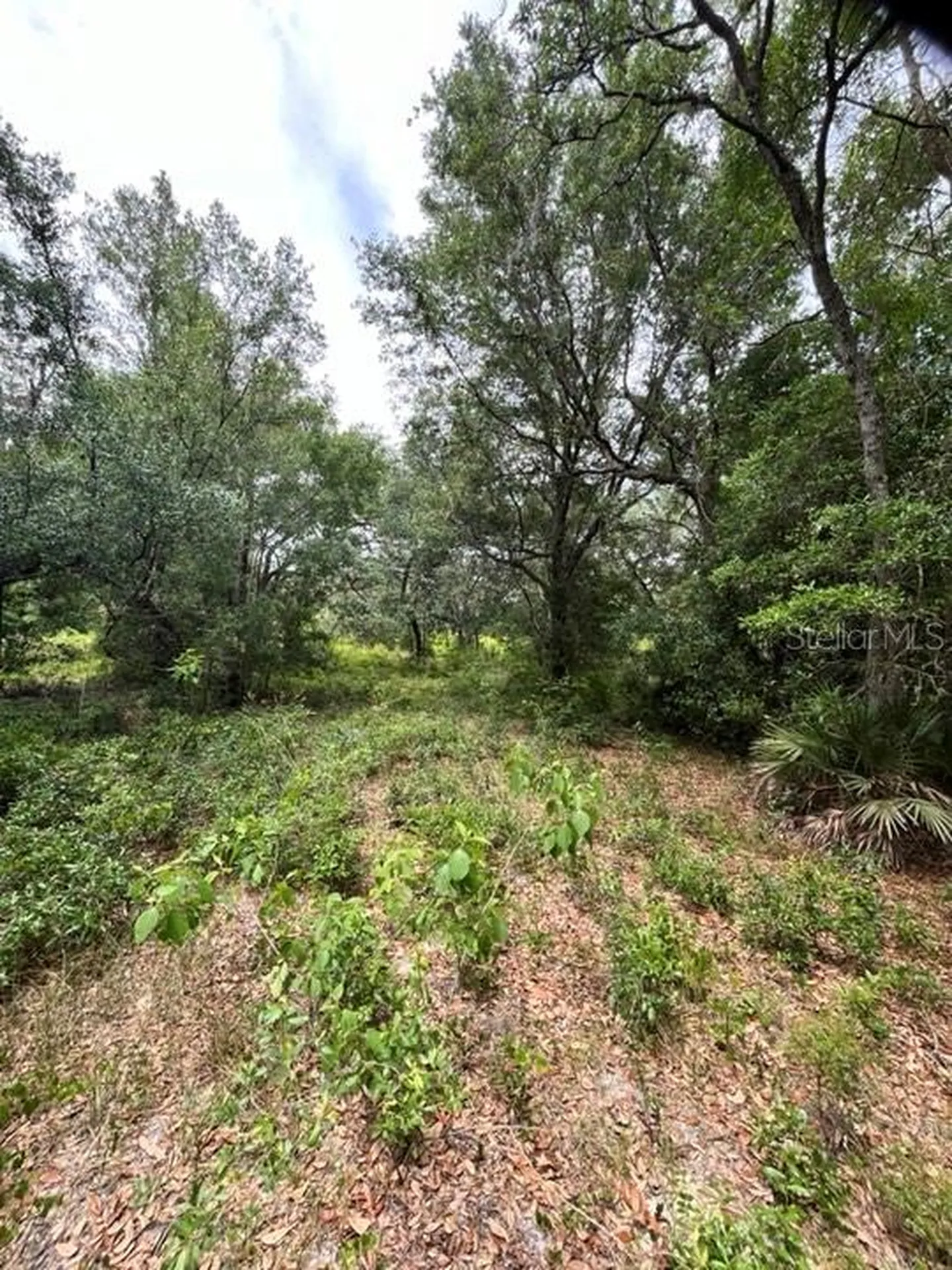 Tbd 170th SE Avenue Road Ocklawaha FL 32179