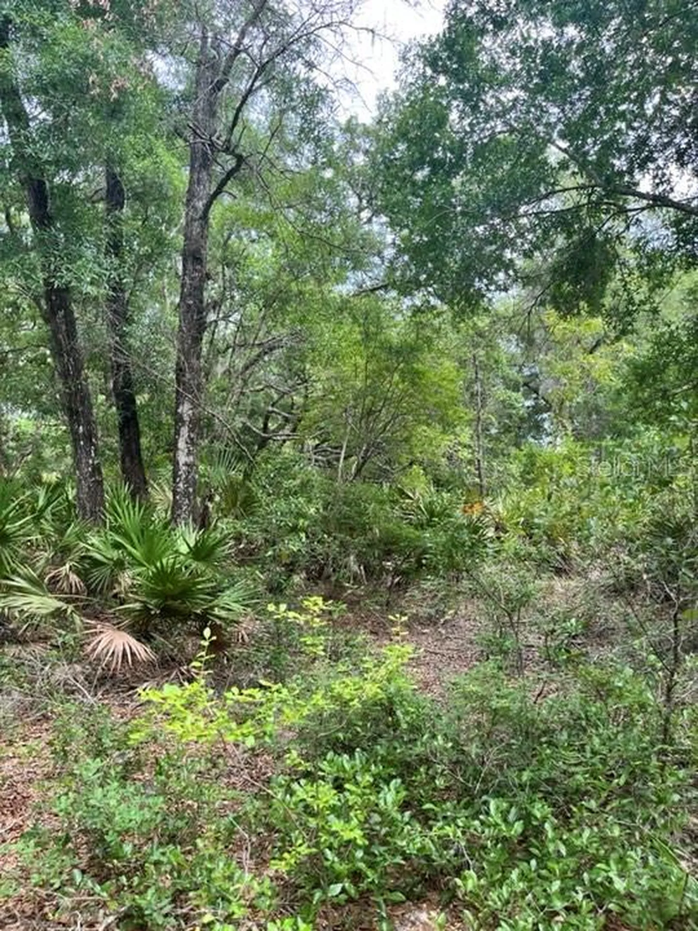 Tbd 170th SE Avenue Road Ocklawaha FL 32179