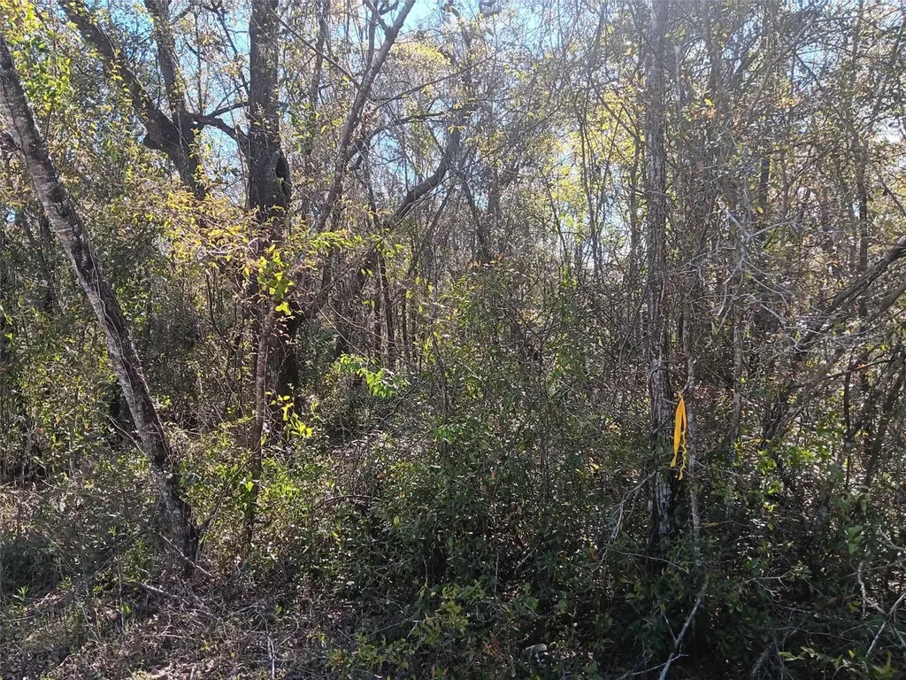 145 Palm Drive Bronson FL 32621