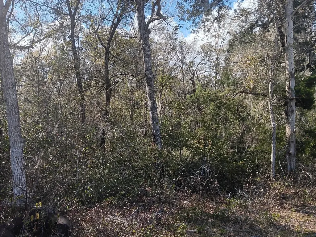 145 Palm Drive Bronson FL 32621