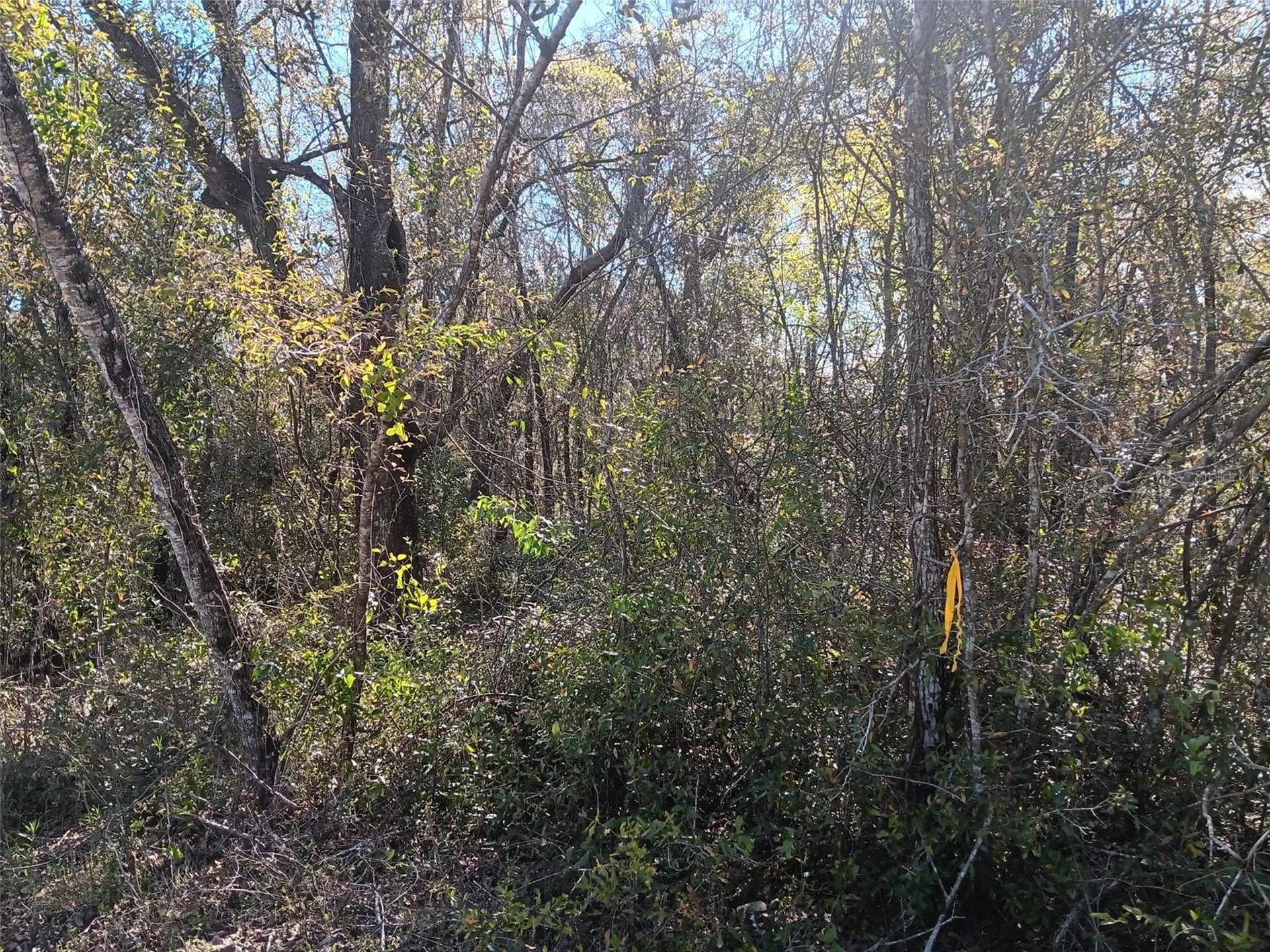 145 Palm Drive Bronson FL 32621