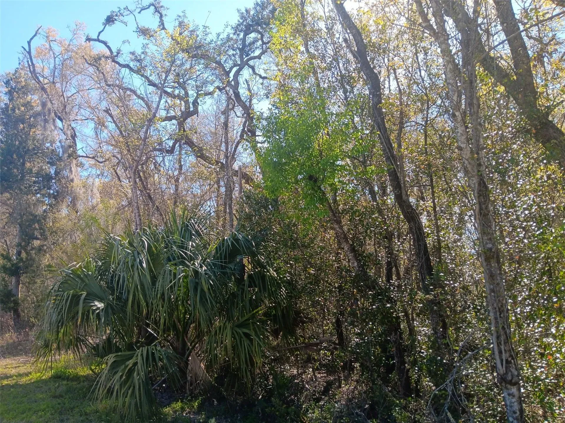 145 Palm Drive Bronson FL 32621