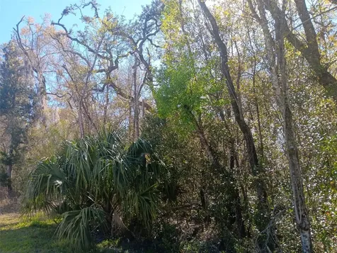 145 Palm Drive Bronson FL 32621