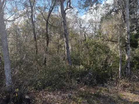 145 Palm Drive Bronson FL 32621