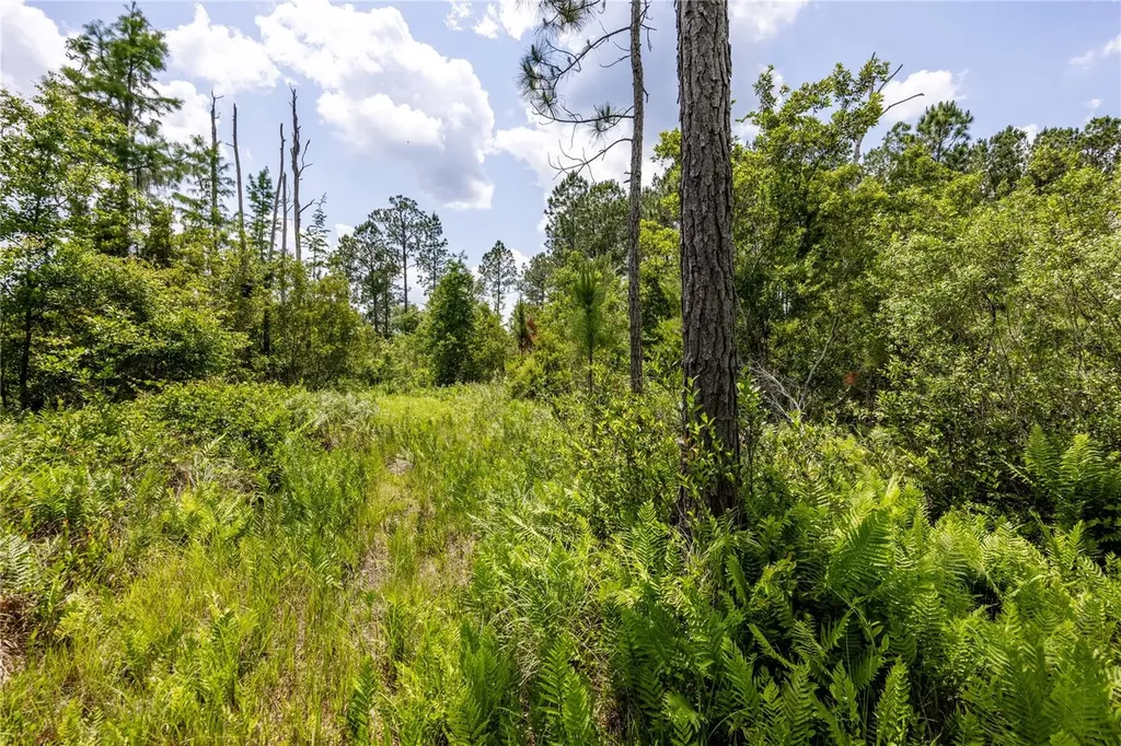 0 County Road 225 Waldo FL 32694