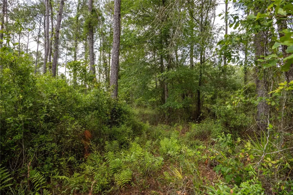0 County Road 225 Waldo FL 32694