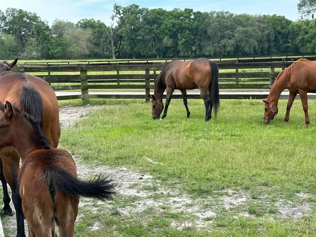 4101 NW 89th Place Ocala FL 34482
