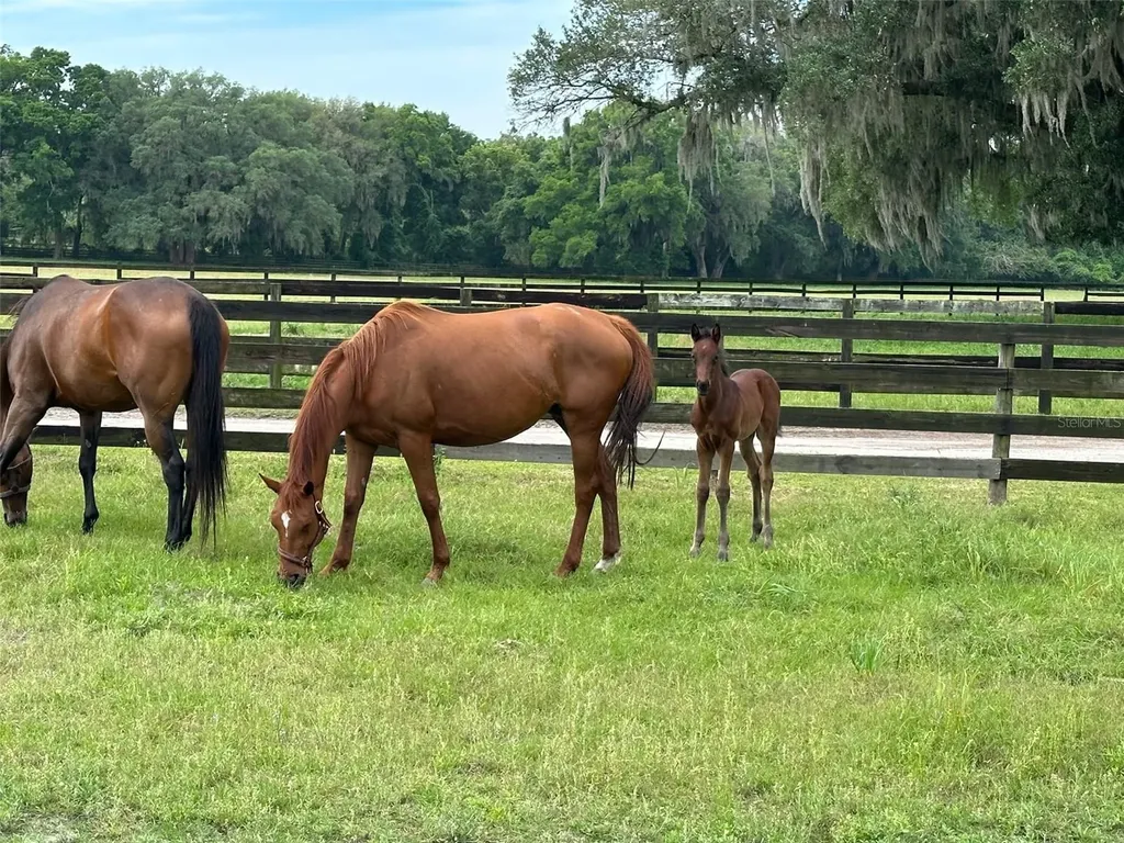 4101 NW 89th Place Ocala FL 34482
