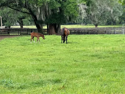 4101 NW 89th Place Ocala FL 34482