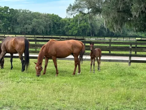 4101 NW 89th Place Ocala FL 34482
