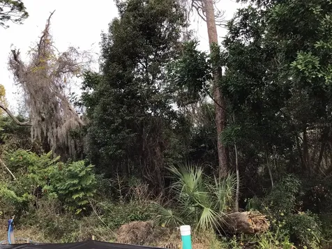 1305 Almaria Court Palm Harbor FL 34683