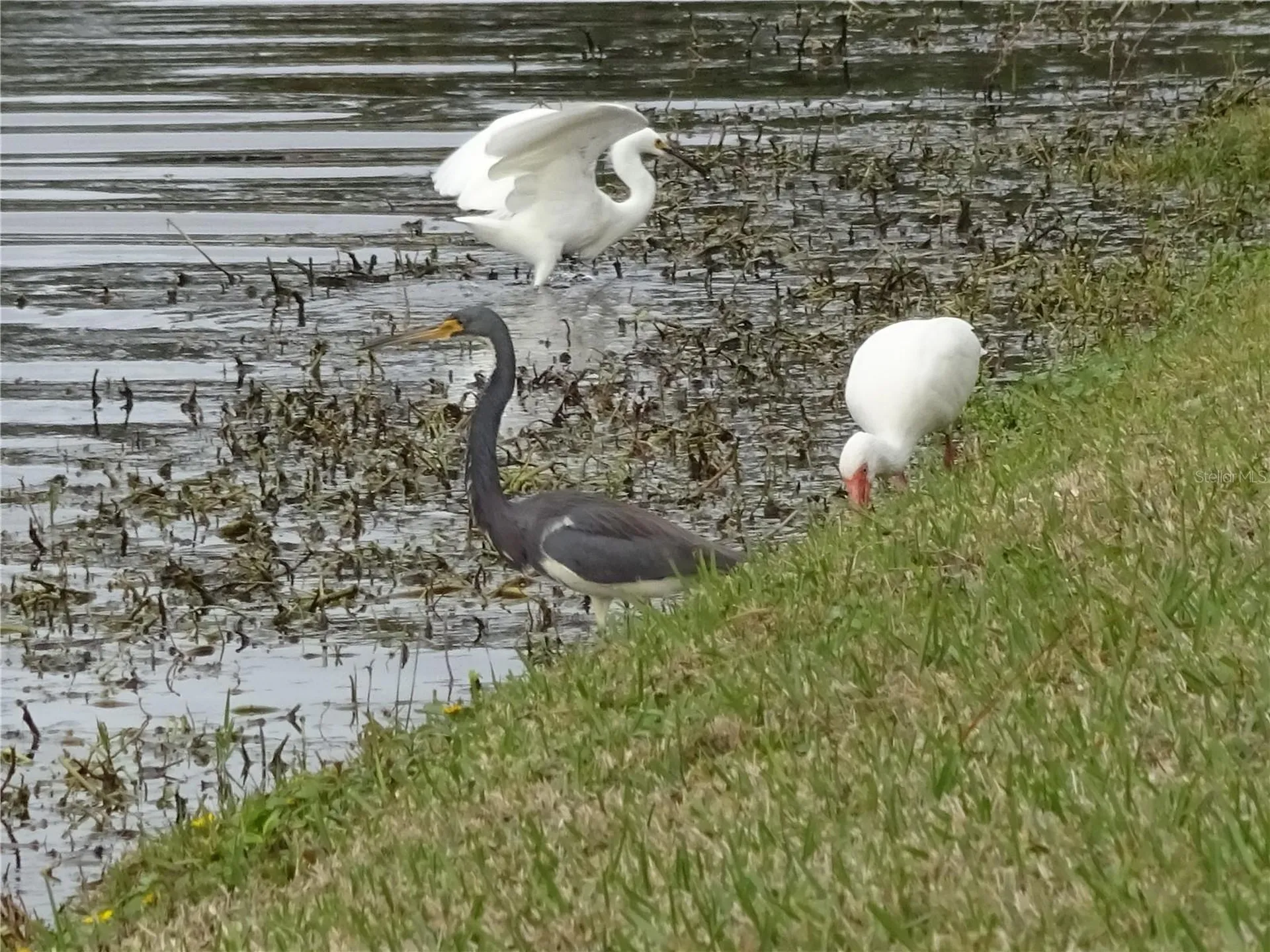 9543 86th Avenue Seminole FL 33777