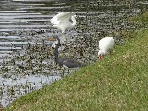 9543 86th Avenue Seminole FL 33777
