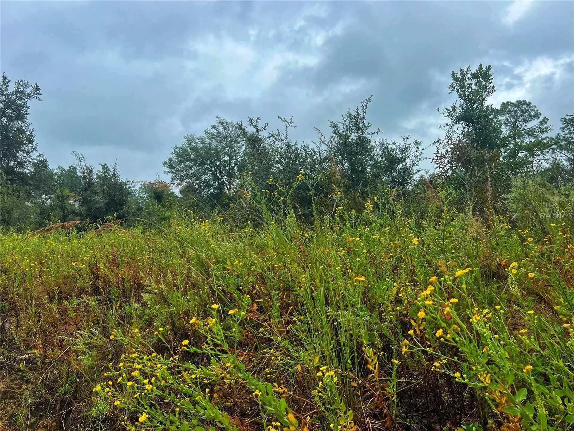 5451 NE 141 Terrace Williston FL 32696