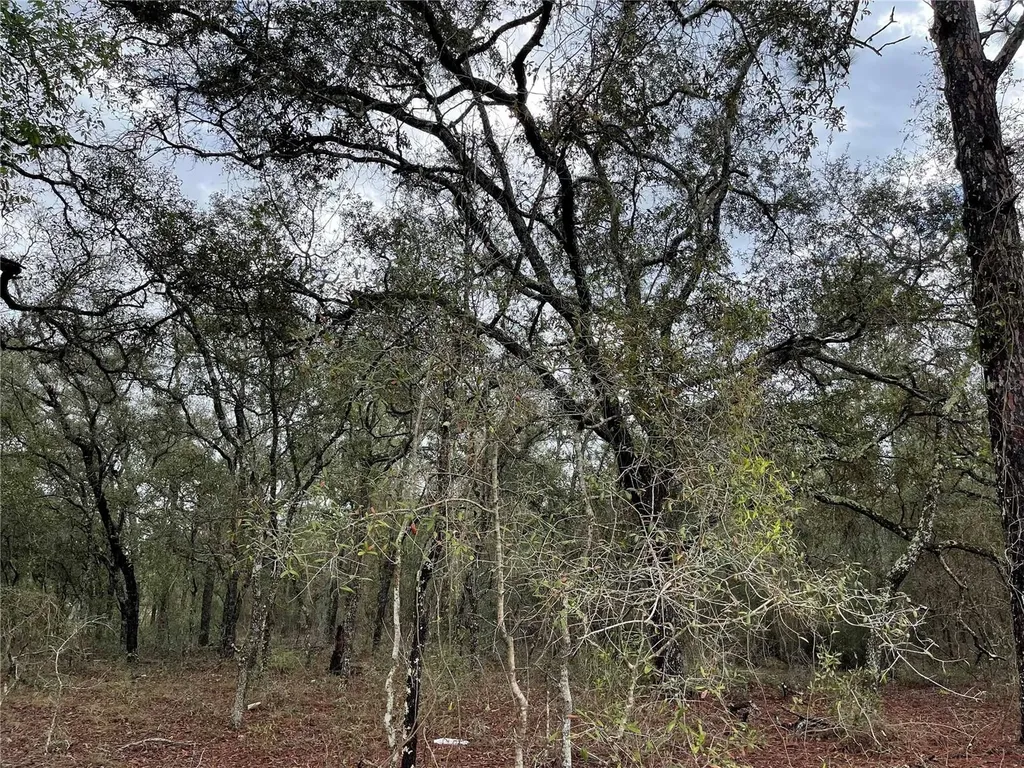 Lot 8 NE 120 Avenue Williston FL 32696