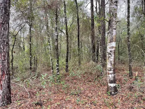 Lot 6 NE 6 Circle Williston FL 32696