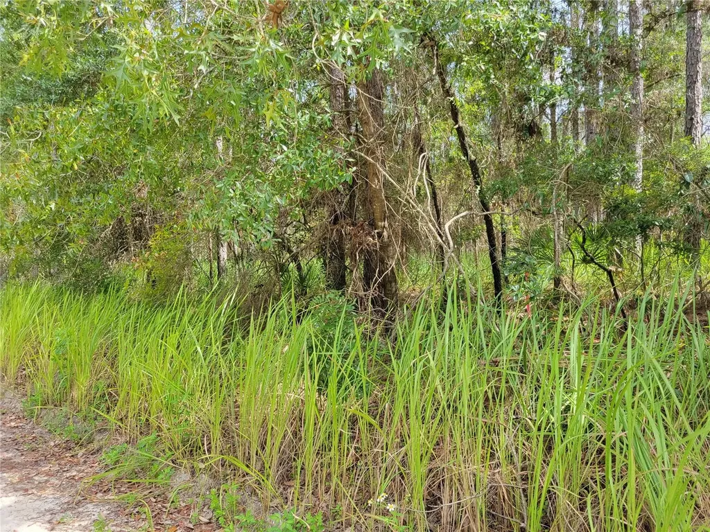 NE 78th Lane Bronson FL 32621