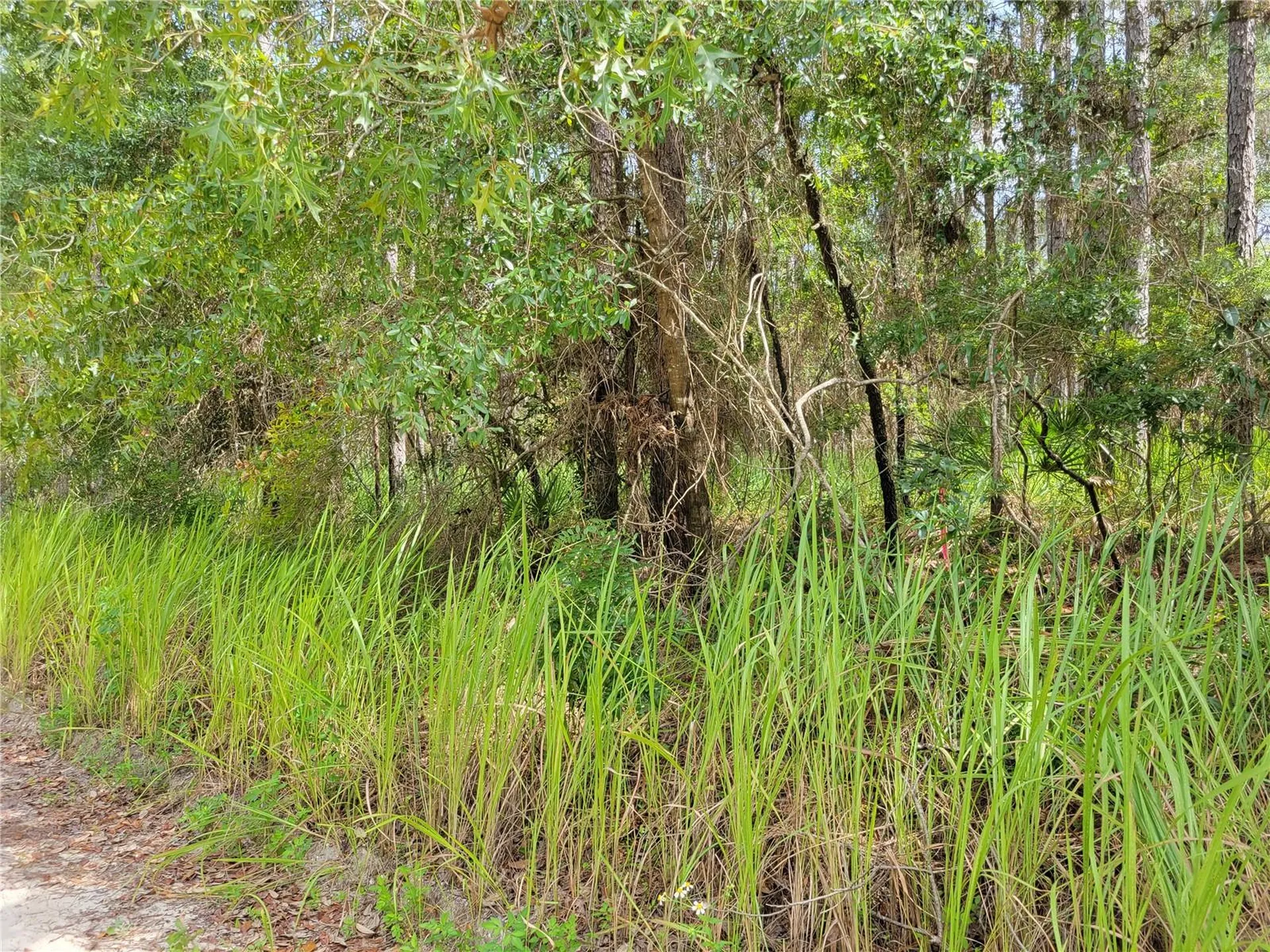 NE 78th Lane Bronson FL 32621