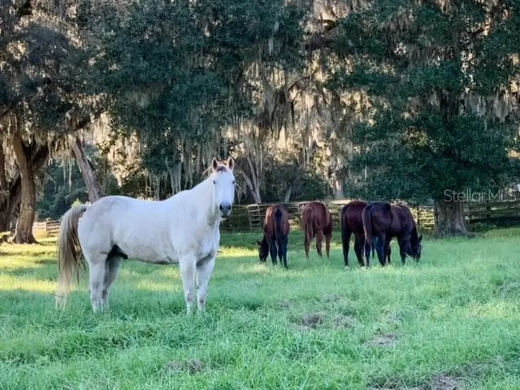 12275 W Highway 318 Reddick FL 32686