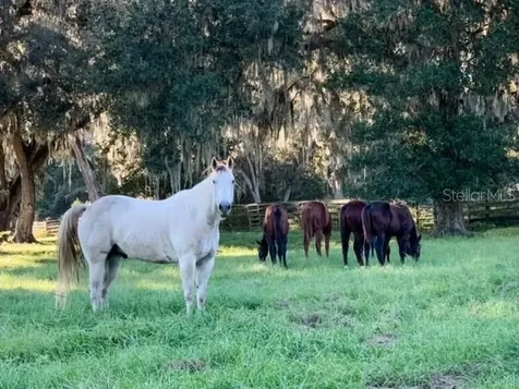 12275 W Highway 318 Reddick FL 32686