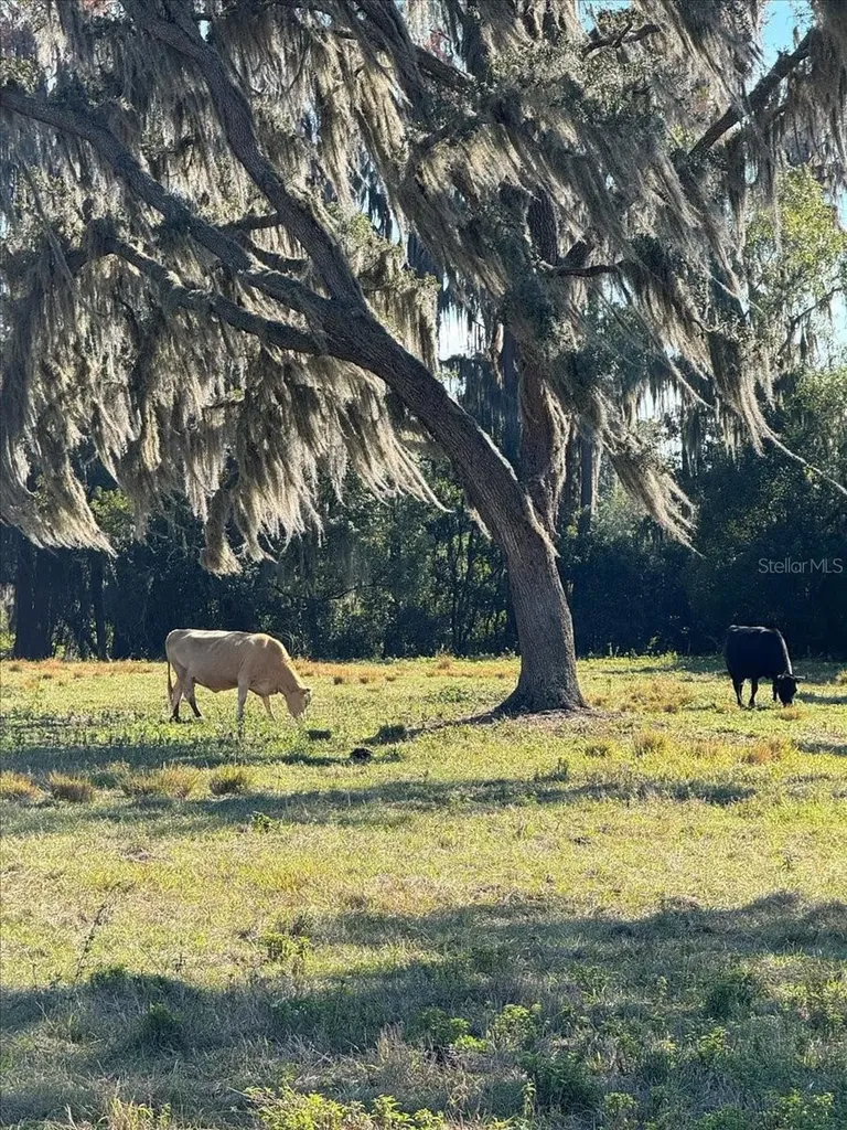 Boy Scout Road Odessa FL 33556